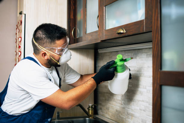 Best Local Pest Control Services  in Bolivar, WV