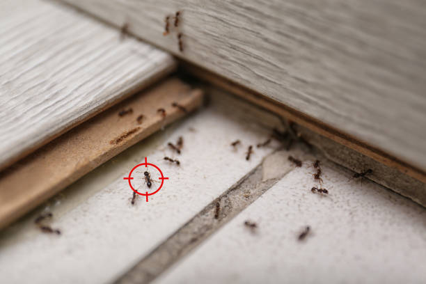 Best Flea Control Services  in Bolivar, WV