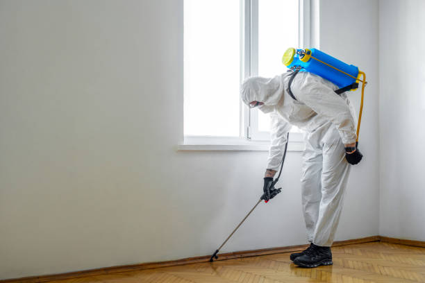 Best Termite Control Services  in Bolivar, WV