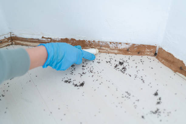 Best Cockroach Control Services  in Bolivar, WV